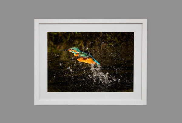 Kingfisher splash