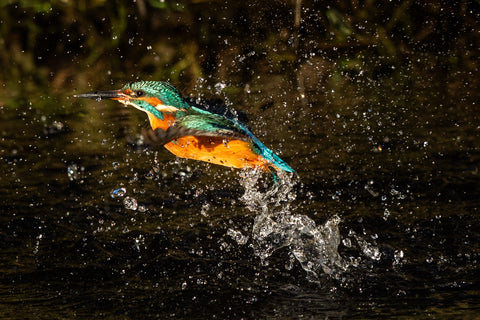 Kingfisher splash
