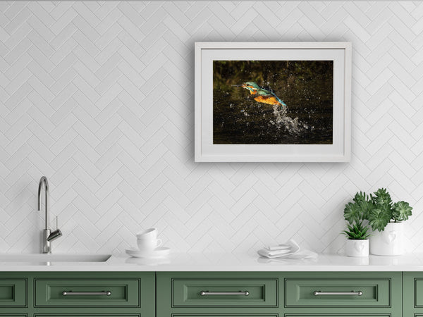 Kingfisher splash